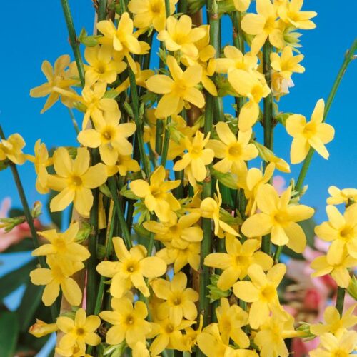 Jasminum nudiflorum