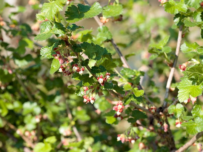 Jostabeere