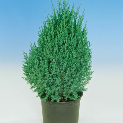 Juniperus chin. Stricta
