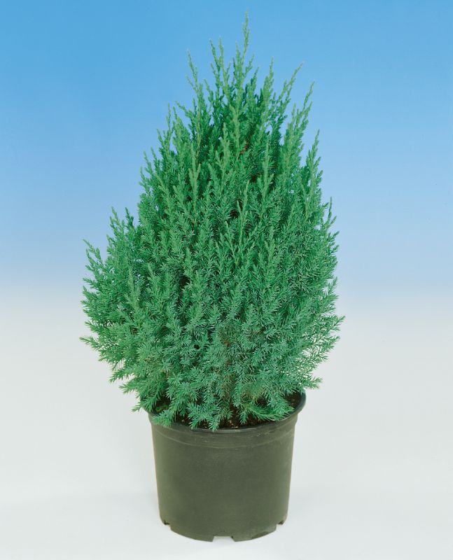 Juniperus chin. Stricta