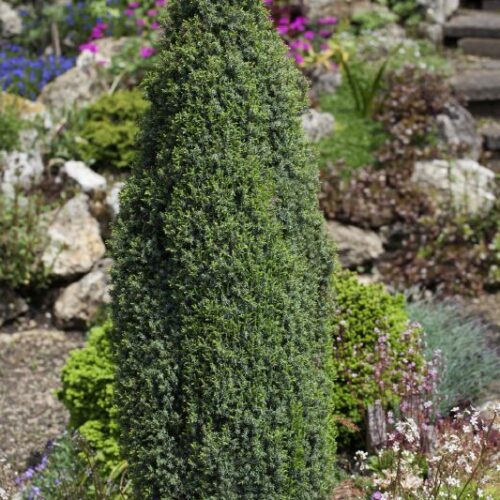 Juniperus comm. Compressa