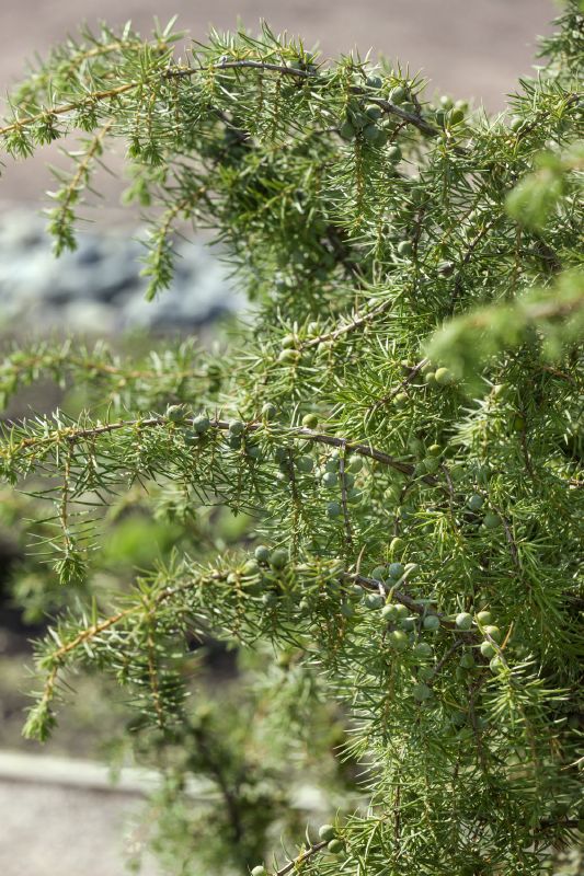 Juniperus communis