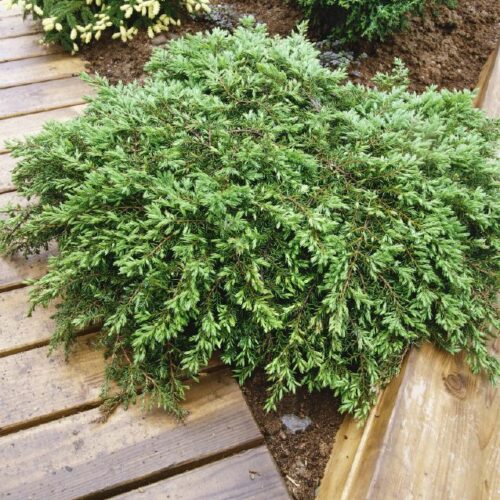 Juniperus communis Green Carpet