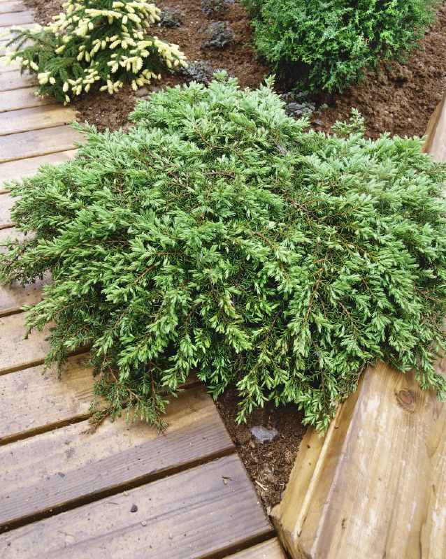 Juniperus communis Green Carpet