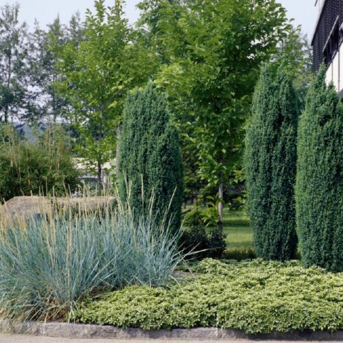 Juniperus communis Hibernica