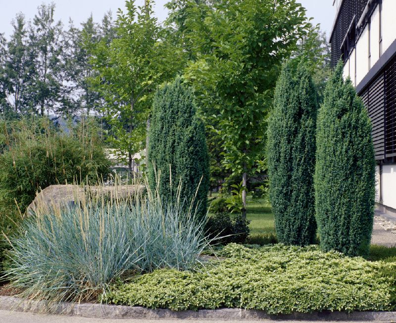 Juniperus communis Hibernica
