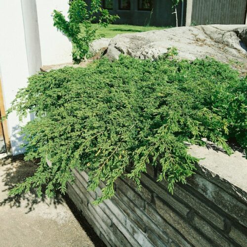 Juniperus communis Repanda