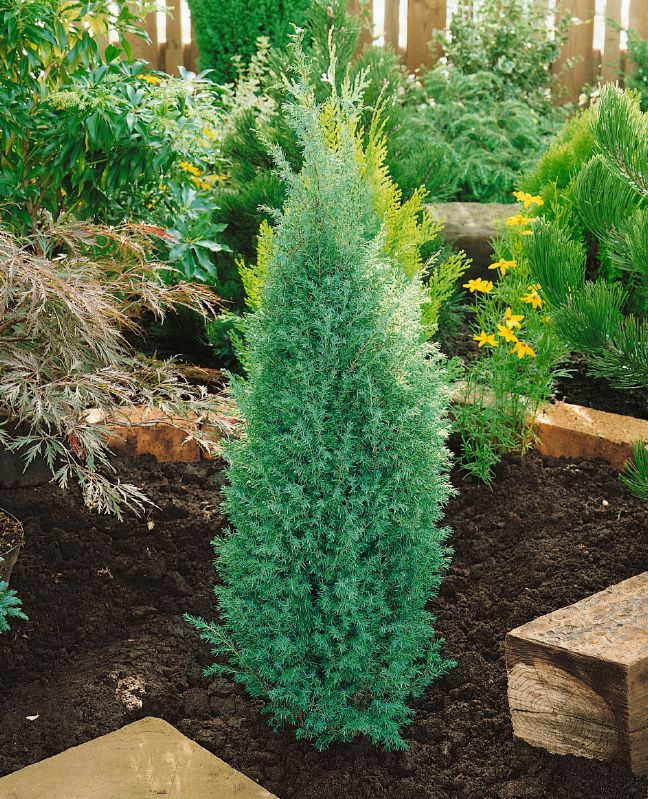 Juniperus communis Suecica