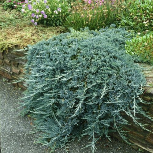 Juniperus horizontalis Glauca