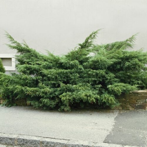 Juniperus chin. Hetzii