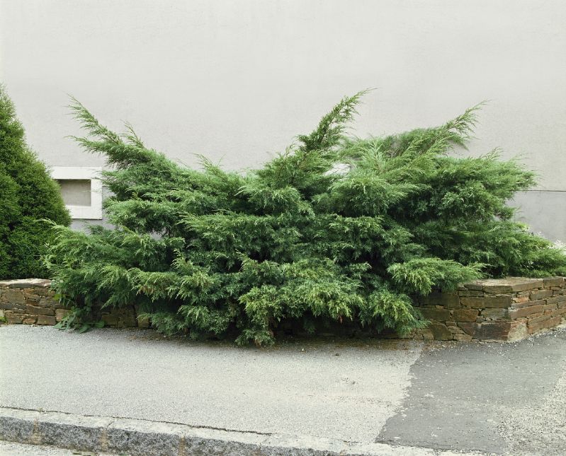 Juniperus chin. Hetzii