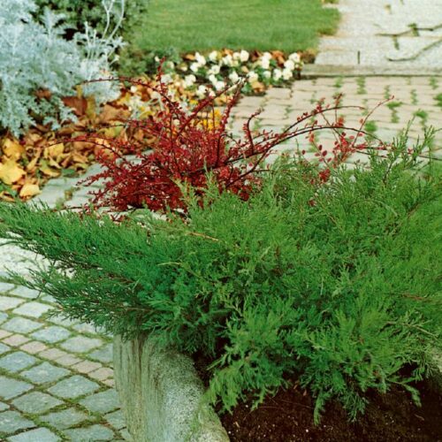 Juniperus chin. Mint Julep