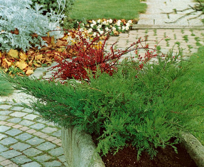 Juniperus chin. Mint Julep