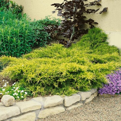 Juniperus chin. Pfitzeriana Old Gold