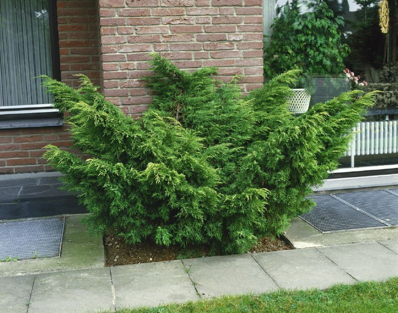 Juniperus chin. Pfitzeriana