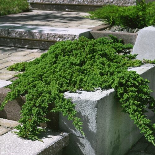 Juniperus procumbens Nana