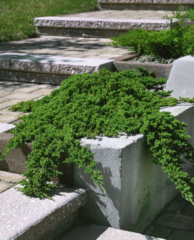 Juniperus procumbens Nana