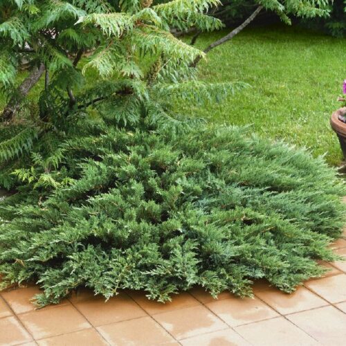 Juniperus sabina Tamariscifolia