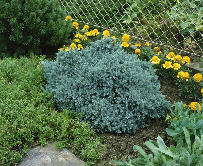 Juniperus squamata Blue Star