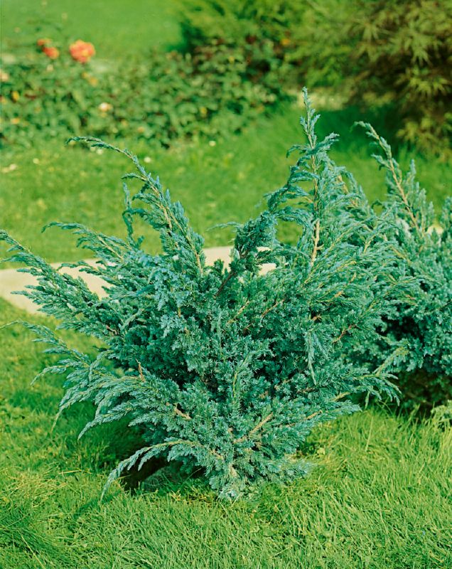 Juniperus squamata Meyeri