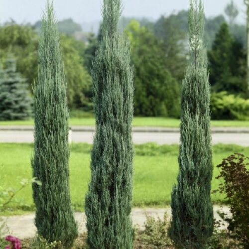 Juniperus virginiana Skyrocket