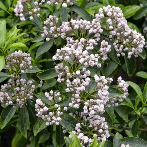 Kalmia latifolia