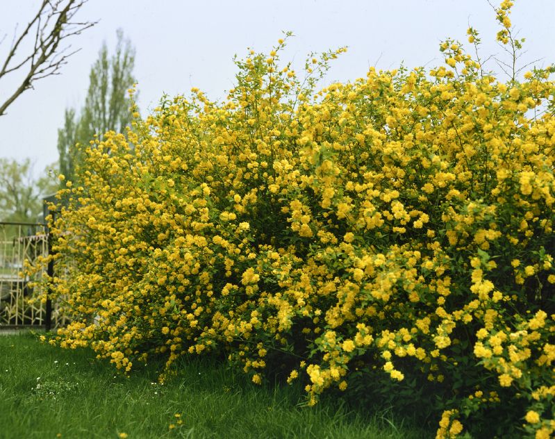 Kerria japonica Pleniflora