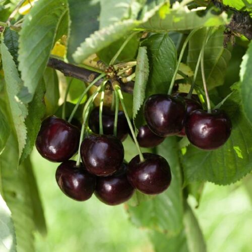 Kirschen in Sorten, H