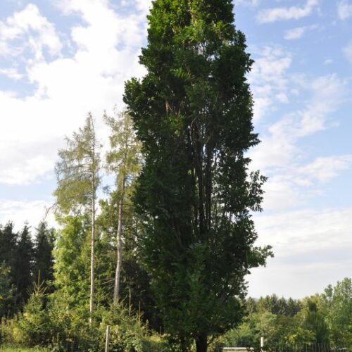 Koelreuteria paniculata Fastigiata