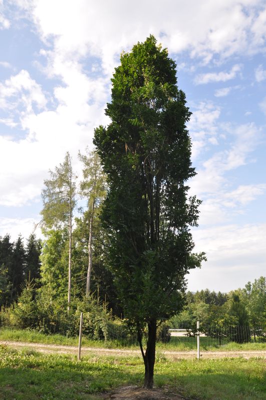 Koelreuteria paniculata Fastigiata