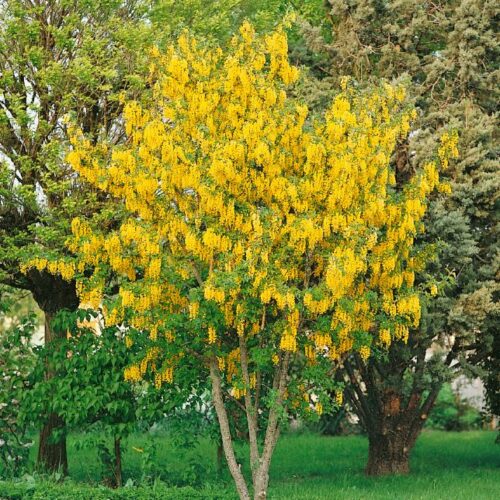 Laburnum anagyroides
