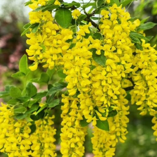 Laburnum watereri Vossii