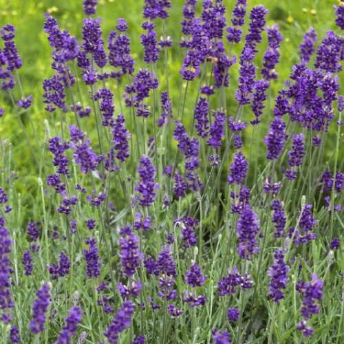 Lavandula angustifolia Hidcote Blue