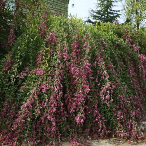 Lespedeza thunbergii