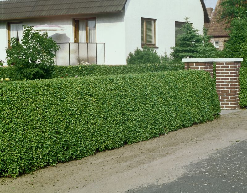 Ligustrum ovalifolium