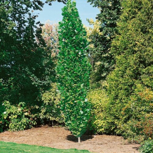 Liriodendron tulipifera Fastigiata