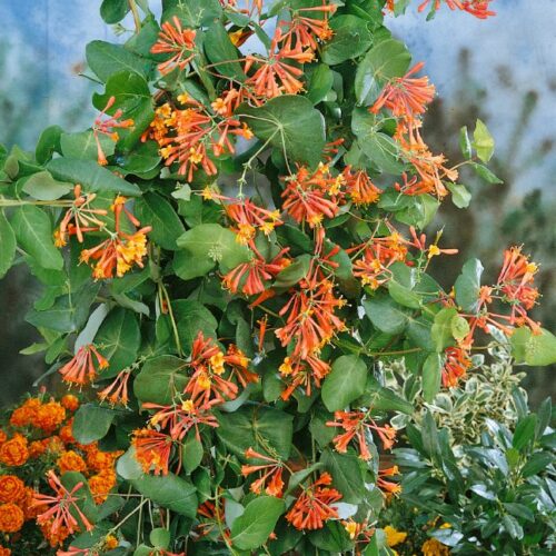 Lonicera brownii Dropmore Scarlet