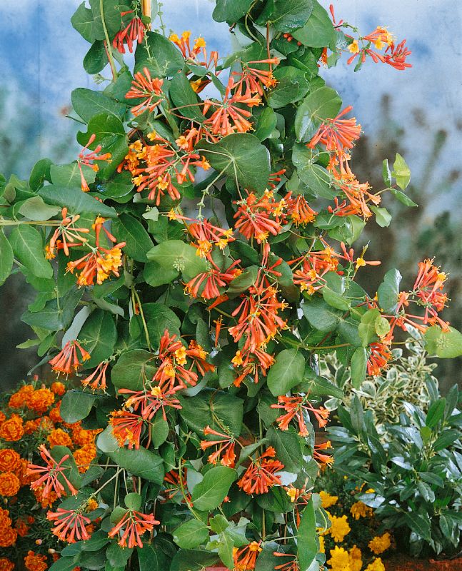 Lonicera brownii Dropmore Scarlet