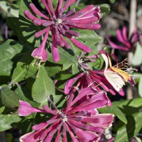 Lonicera heckrottii