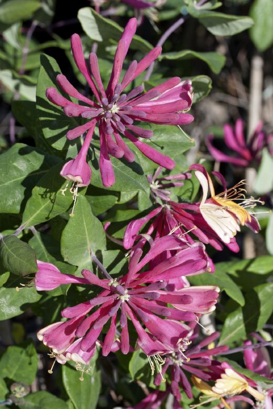 Lonicera heckrottii