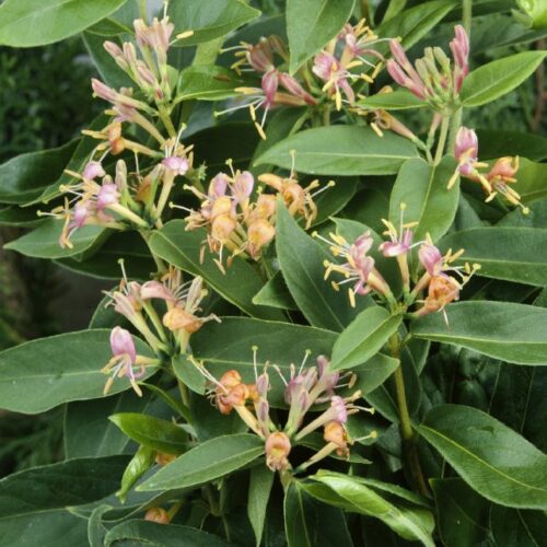 Lonicera henryi