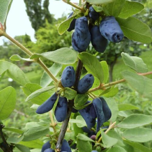 Lonicera kamtschatica