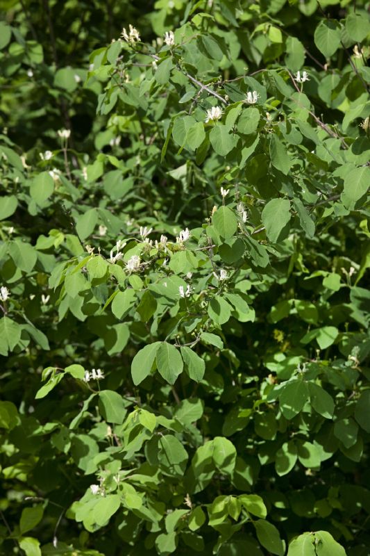 Lonicera xylosteum