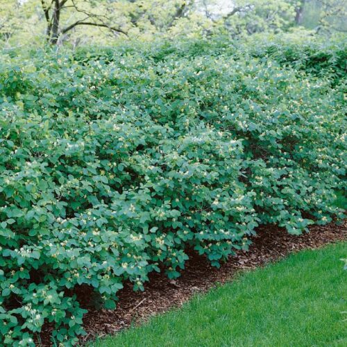 Lonicera xylosteum Claveys Dwarf