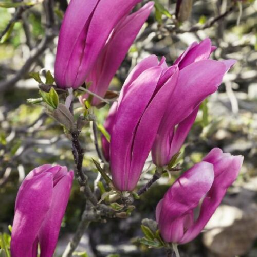 Magnolia liliflora Susan    tiefrot