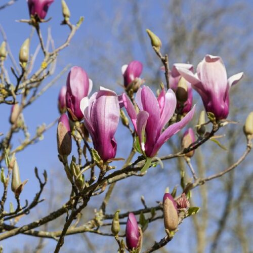Magnolia liliiflora Nigra