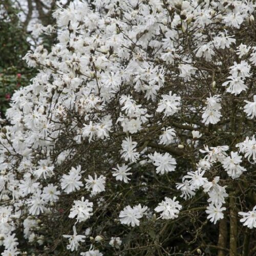 Magnolia kobus stellata                   weiß