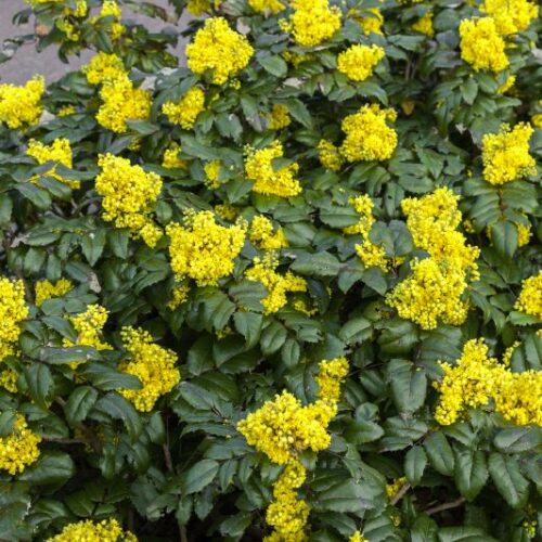 Mahonia aquifolium                  gelb