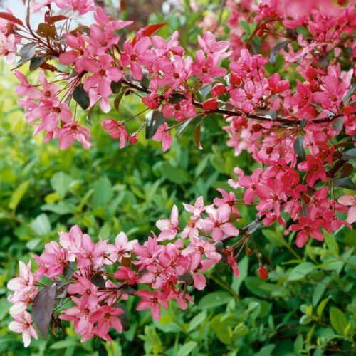 Malus Hybride Royalty        dunkelrot