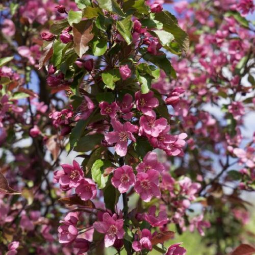 Malus Hybride Rudolph, M